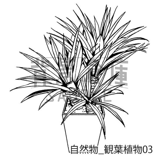 自然物_観葉植物03
