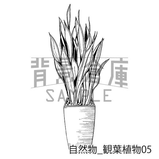 自然物_観葉植物05