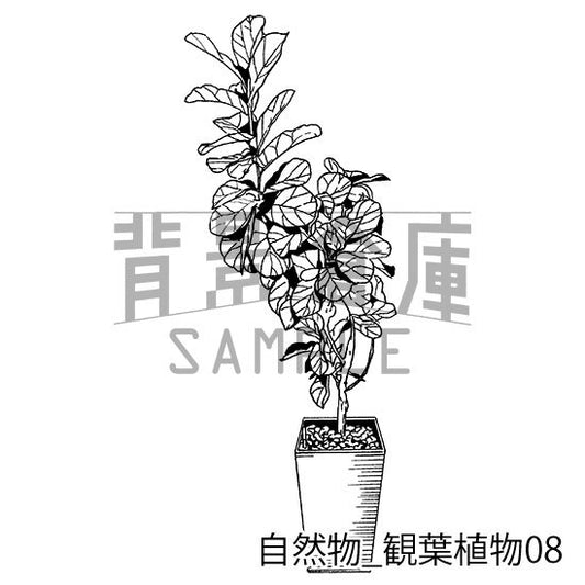 自然物_観葉植物08