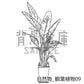 観葉植物
